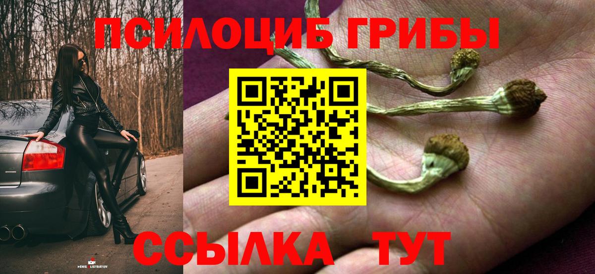 Псилоцибиновые грибы Psilocybe Подольск